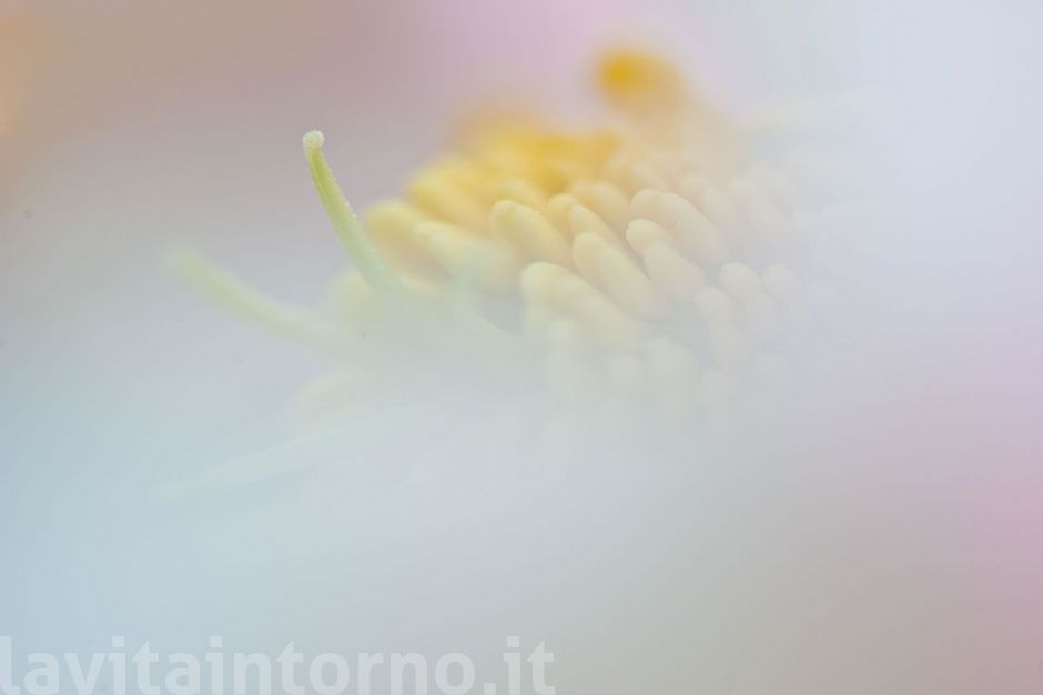 softness by Helleborus