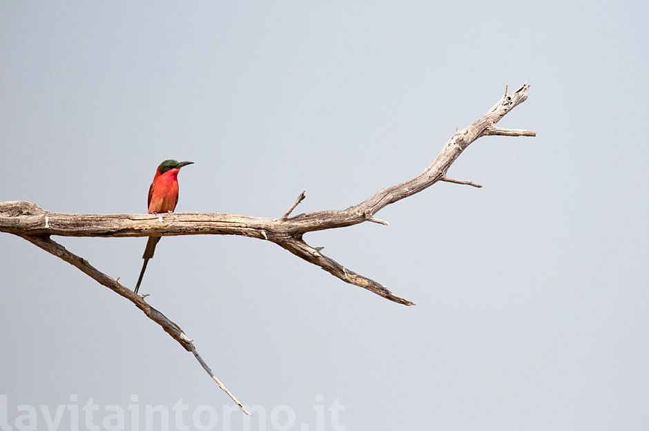 Merops nubicoides