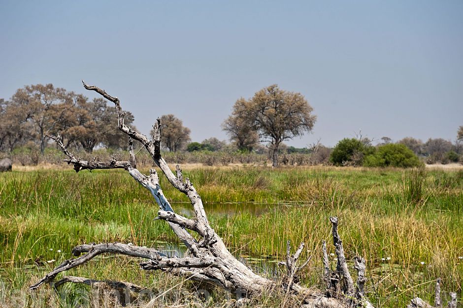 Chobe National Park: morning