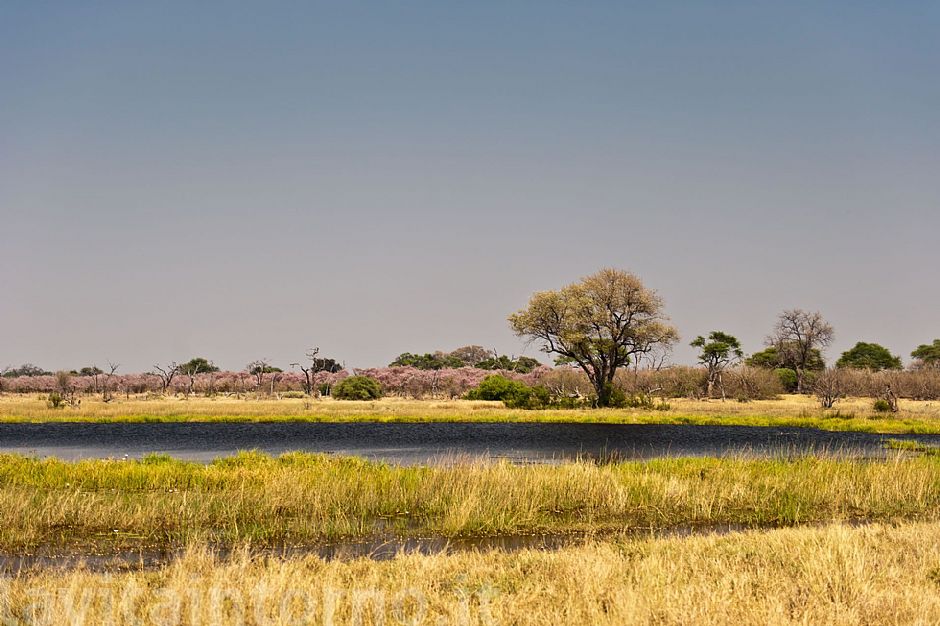 Chobe National Park: afternoon