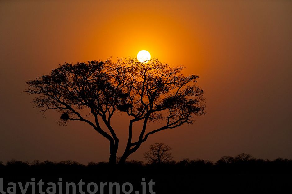 Chobe National Park: evening
