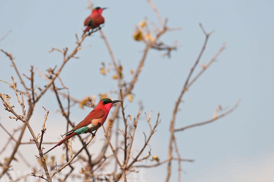 Merops nubicoides #2