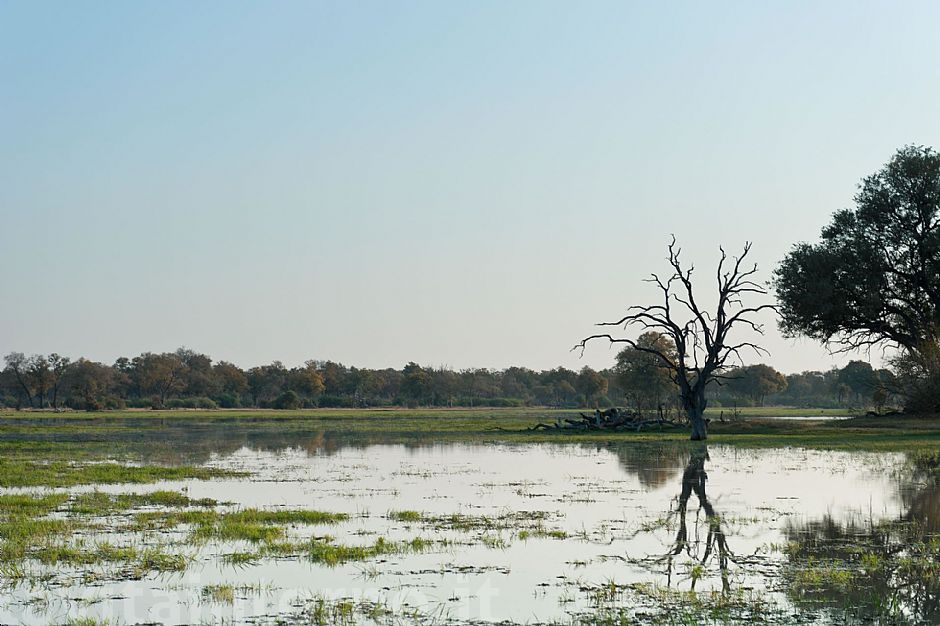 okavango delta