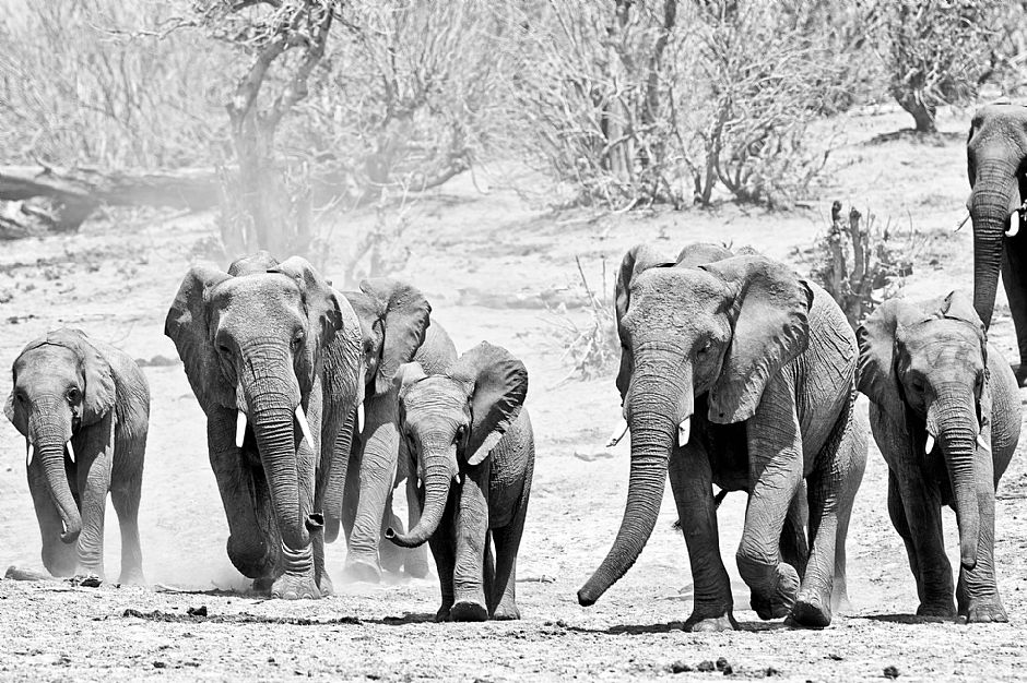 Okavango BW #3