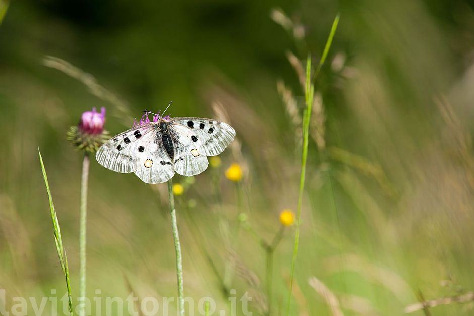 Parnassius Apollo #2