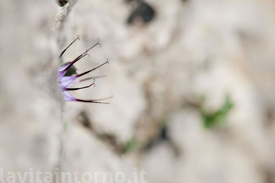 almost invisible (Physoplexis comosa)