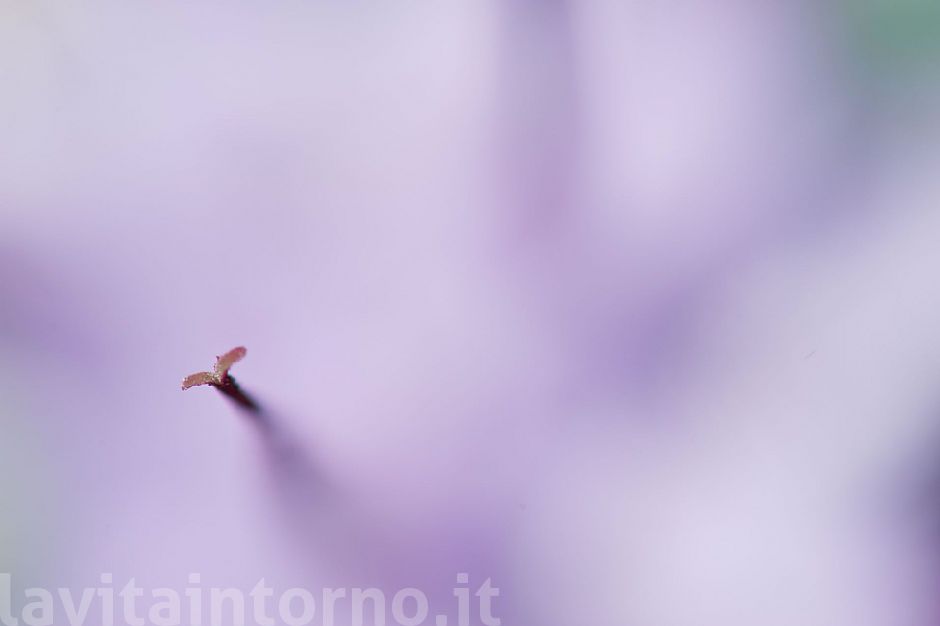 almost invisible (Physoplexis comosa) #2