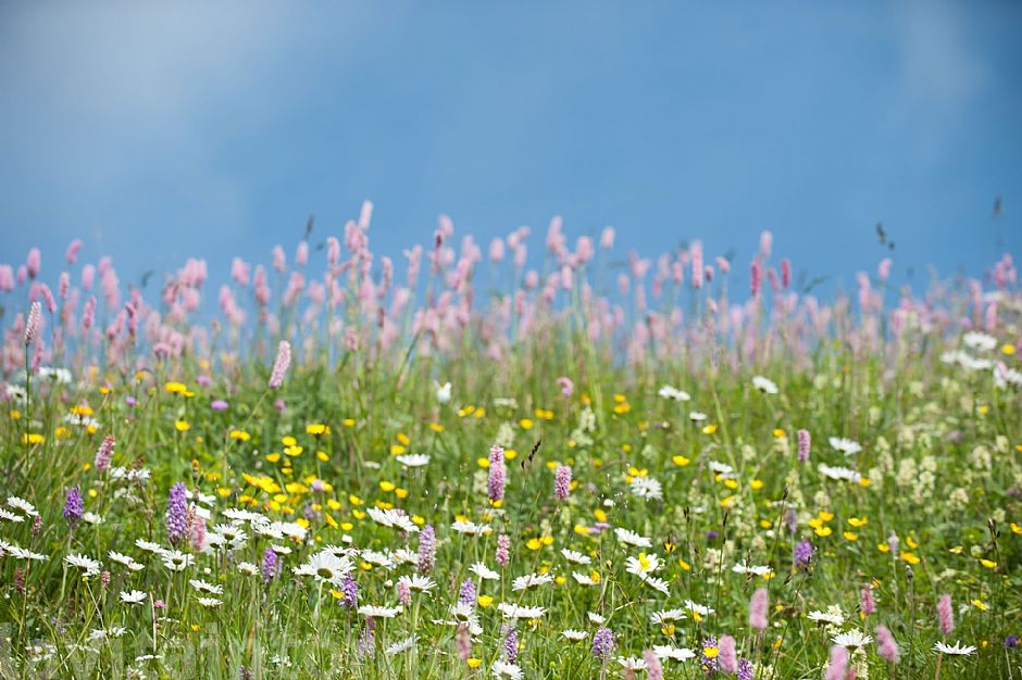 summer colors #2