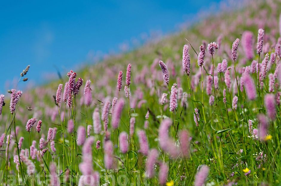 summer colors #4