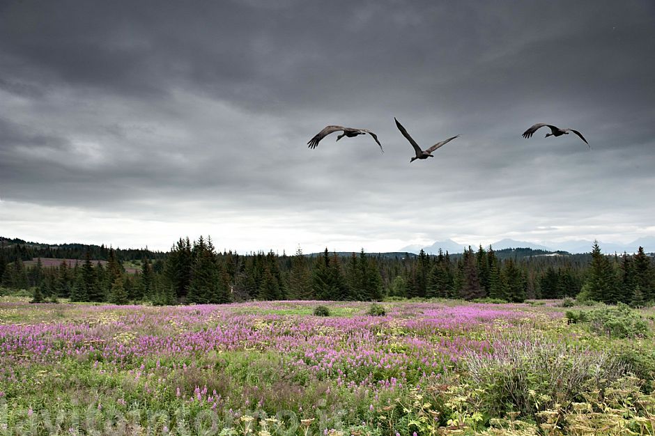 a flight for three