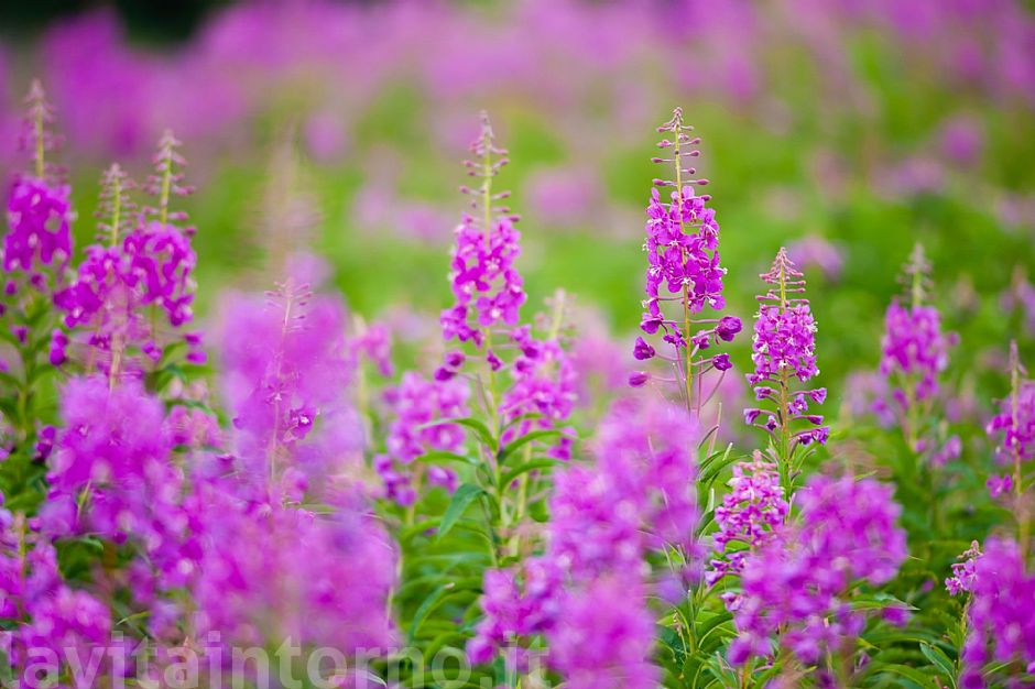 colors in the meadows