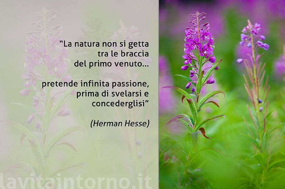 colors in the meadows #2