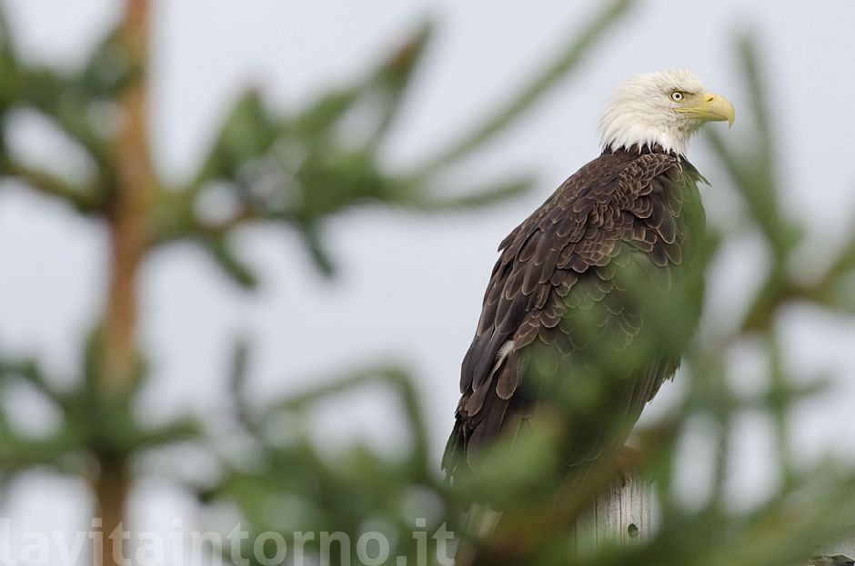 Bald Eagle #2