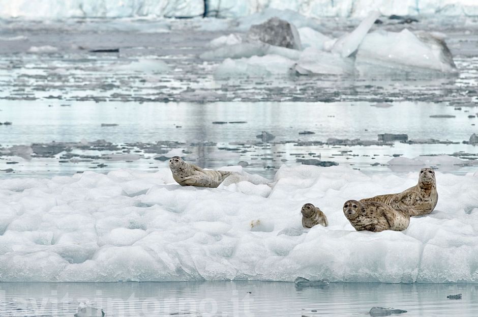 seals@Colombia glacier