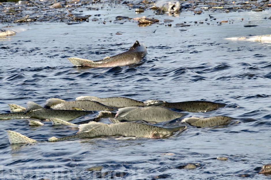 salmon: the road to destiny #2