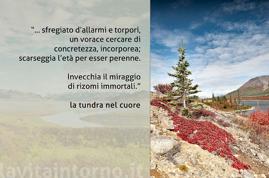 tundra heart #3