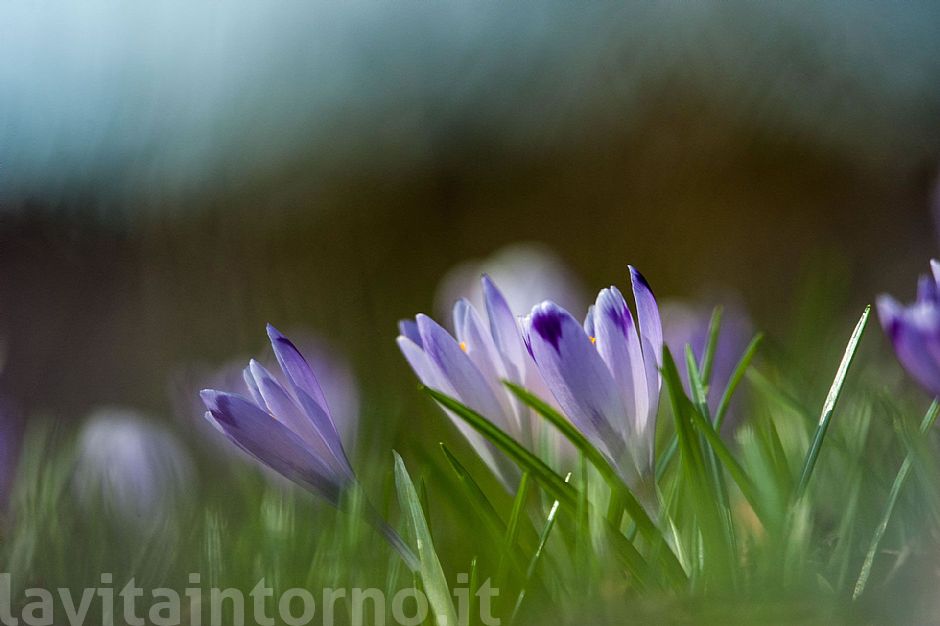 shades of announced spring