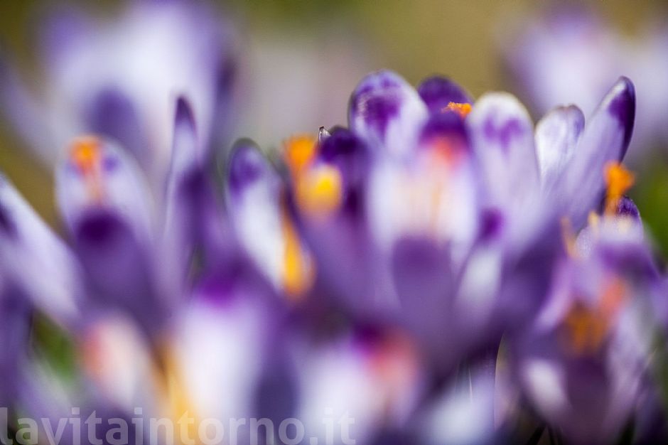 shades of announced spring #3