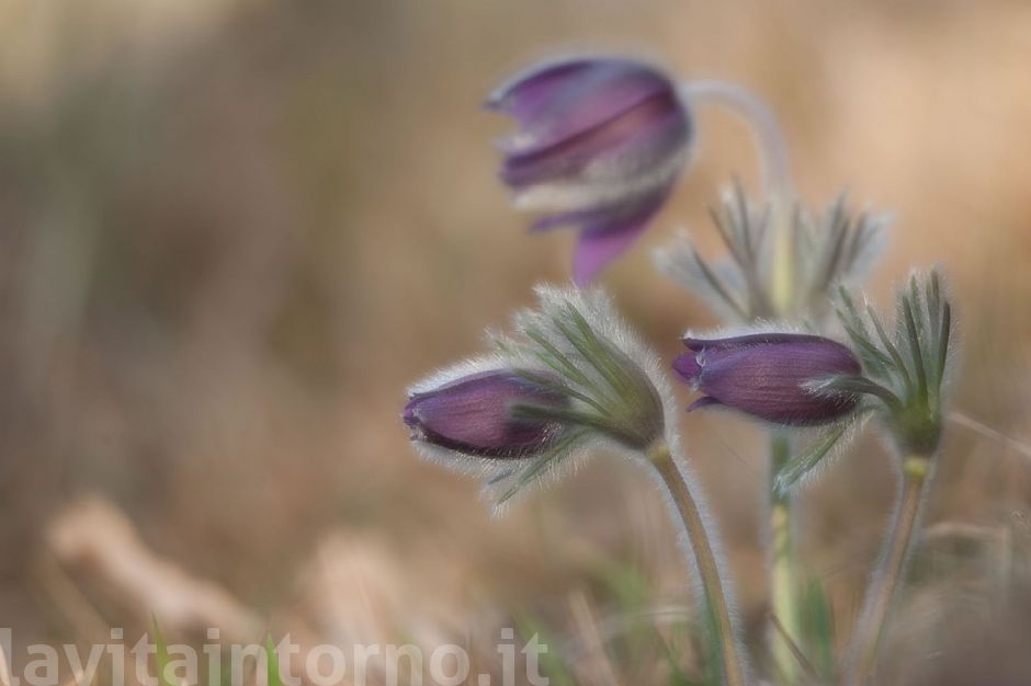 delicate Pulsatilla