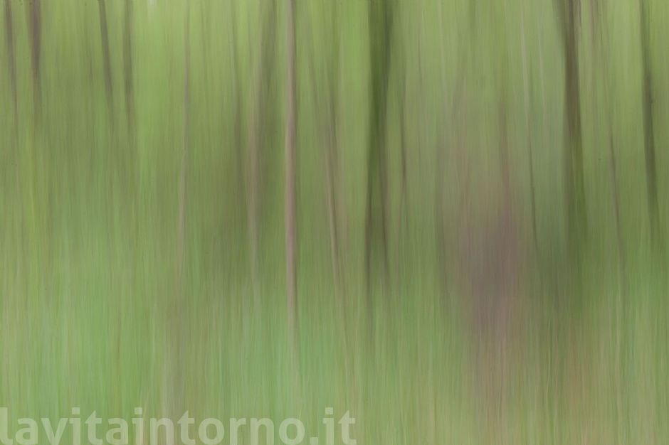 moving woods