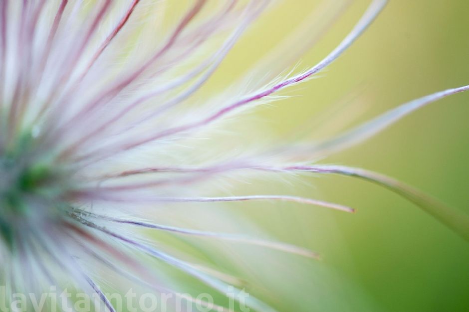 tentacular vibrations