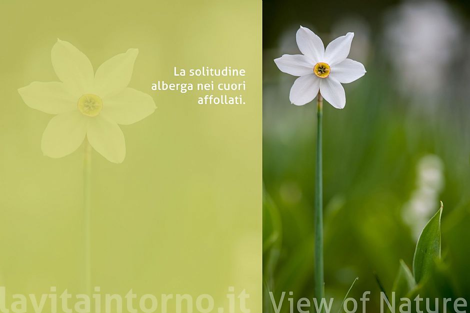 a view of nature #6