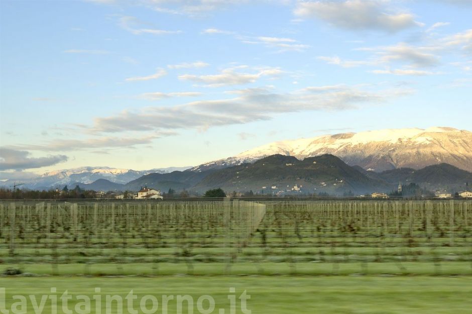 verso il lavoro #2 (filari in movimento)