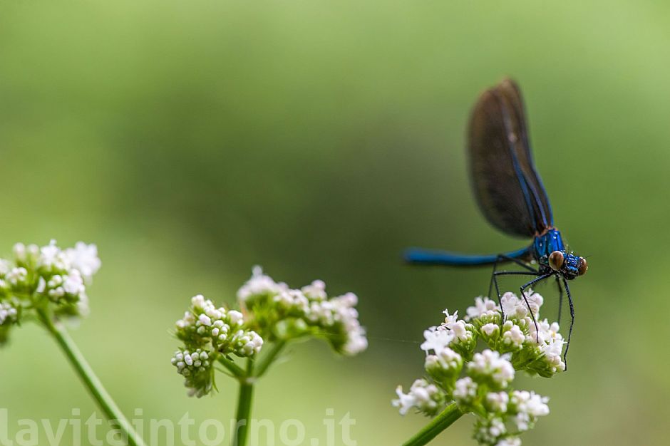 Calopteryx virgo