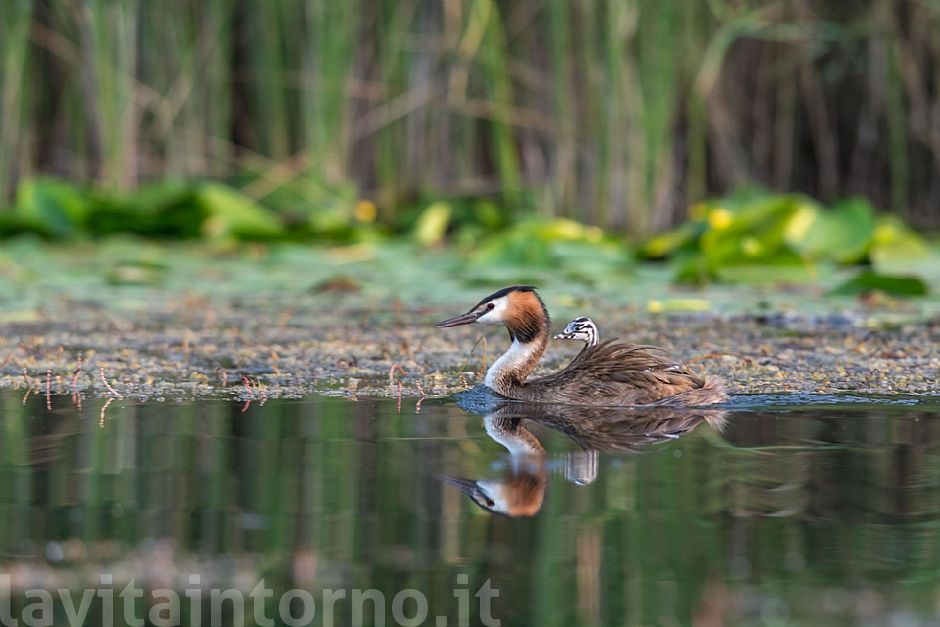 a little new friend of shots