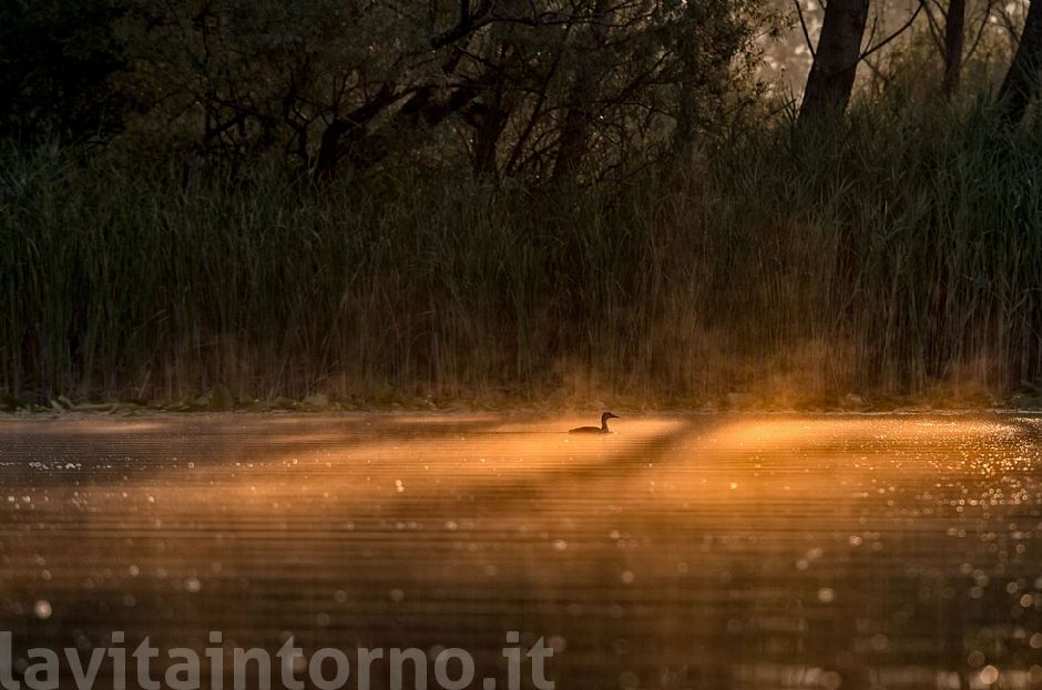 in the colors of dawn