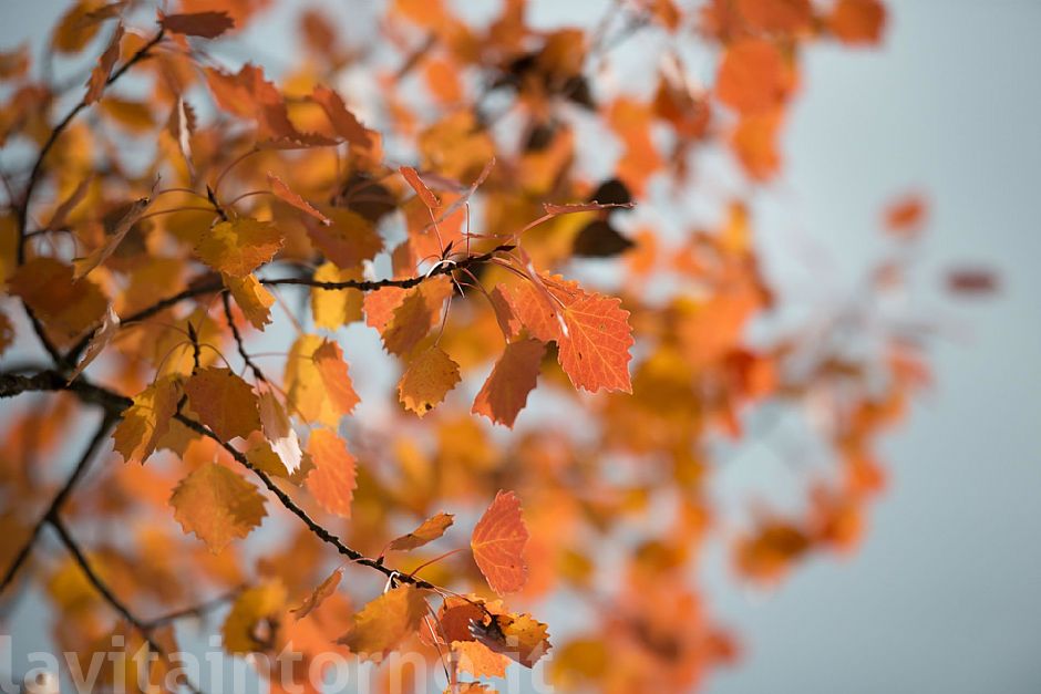 fall