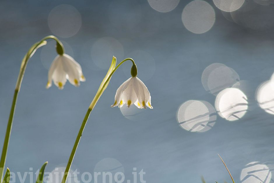 Drops of spring #4