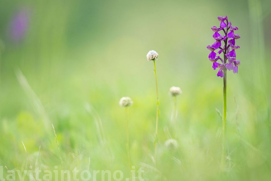 jewel in the grass