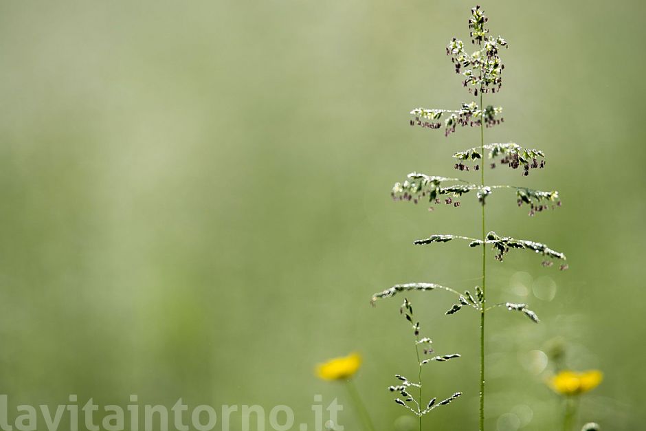 almost a christmas tree