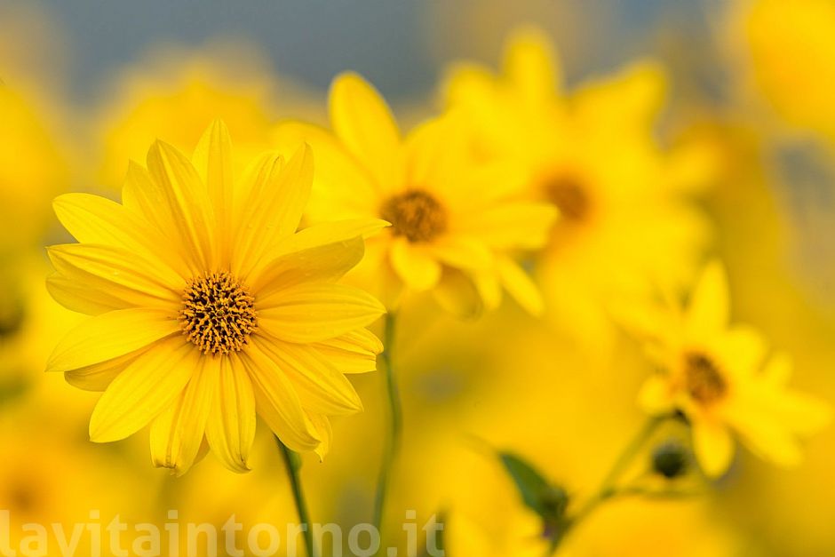 autumn ... in progress #3