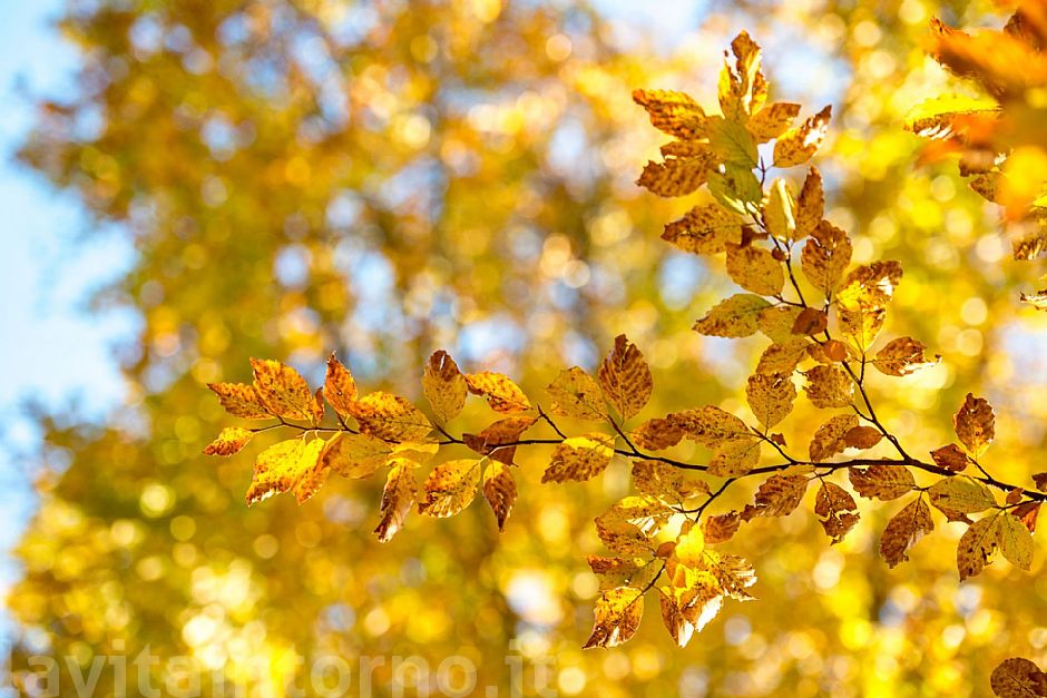 autumn ... in progress #6