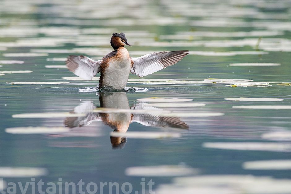 reflective lake #6