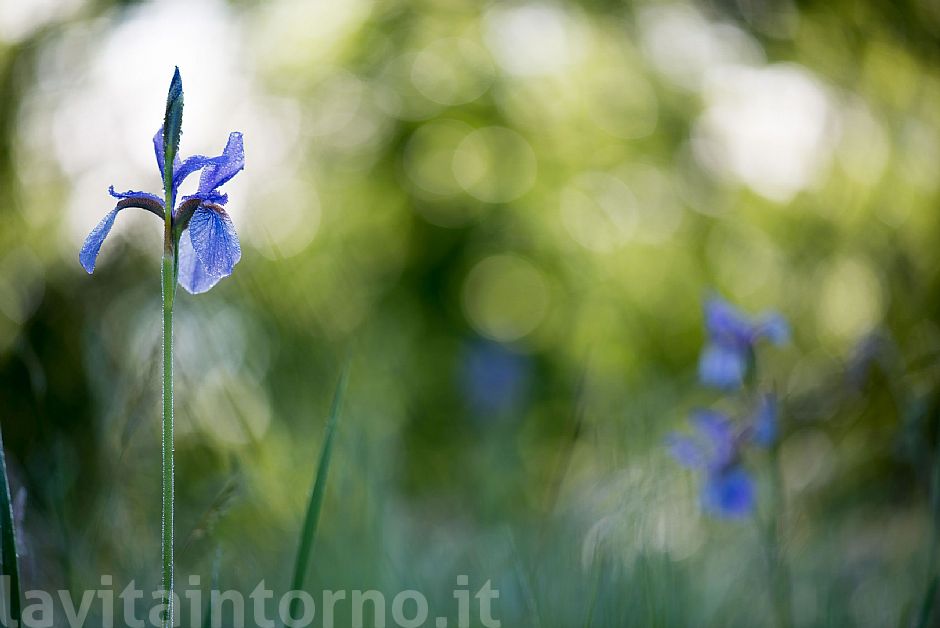 morning2Pal: Iris Sibirica