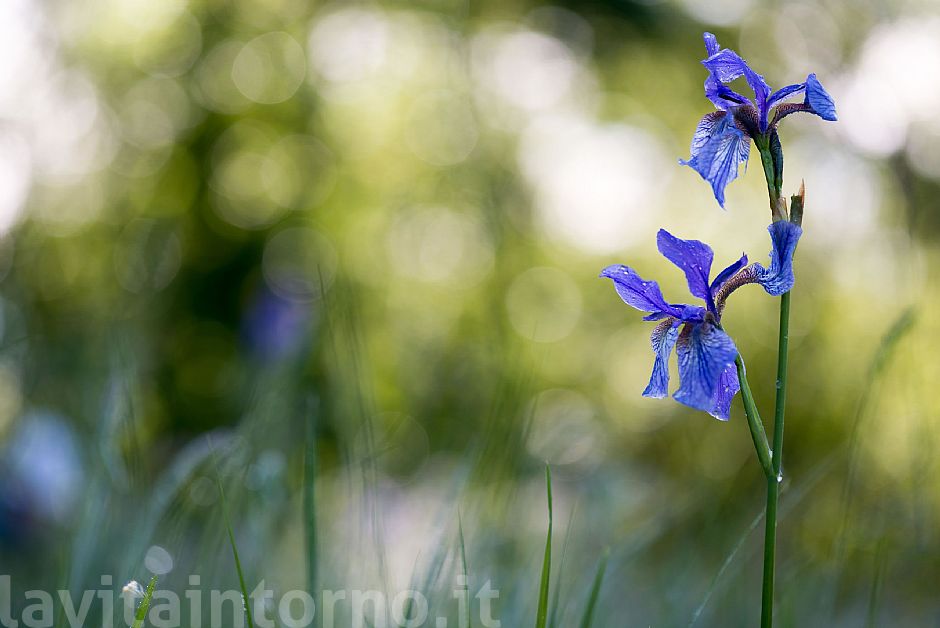 morning2Pal�: Iris Sibirica #2