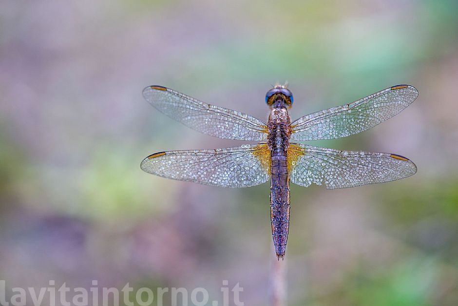 another jewel on the grass