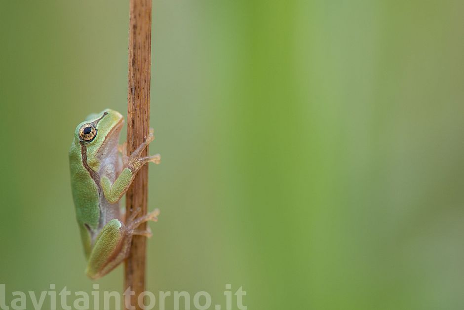 pole dance ... in nature