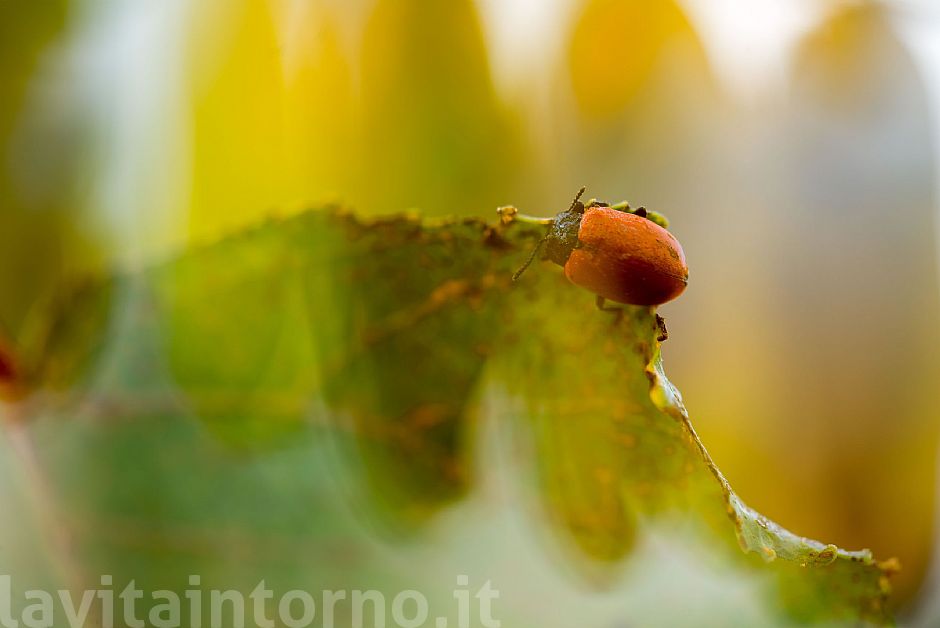 a little piece of autumn #3