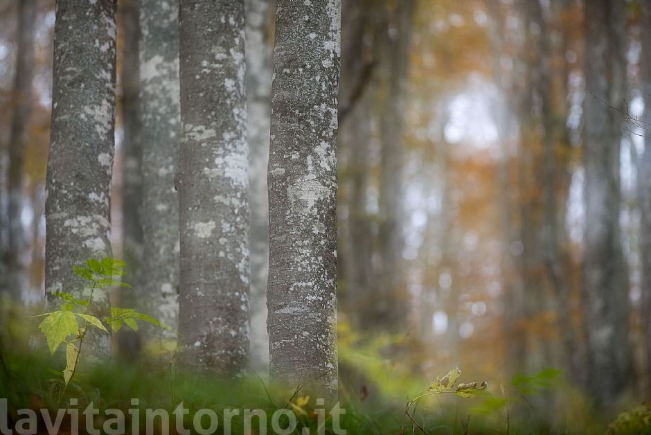 scent of autumn