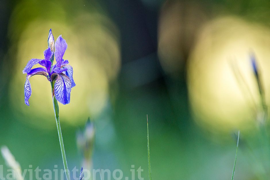Iris Sibirica #2