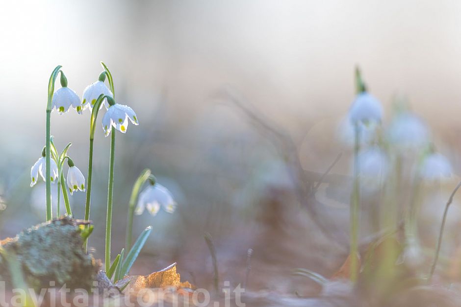 simple sign of spring