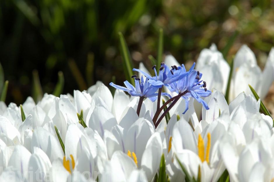 scilla bifolia