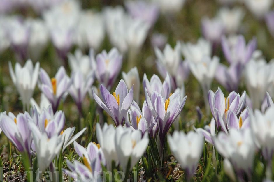 Crocus albiflorus #2