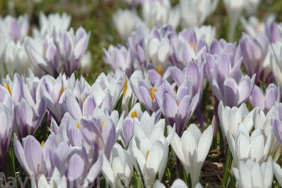 Crocus albiflorus #3