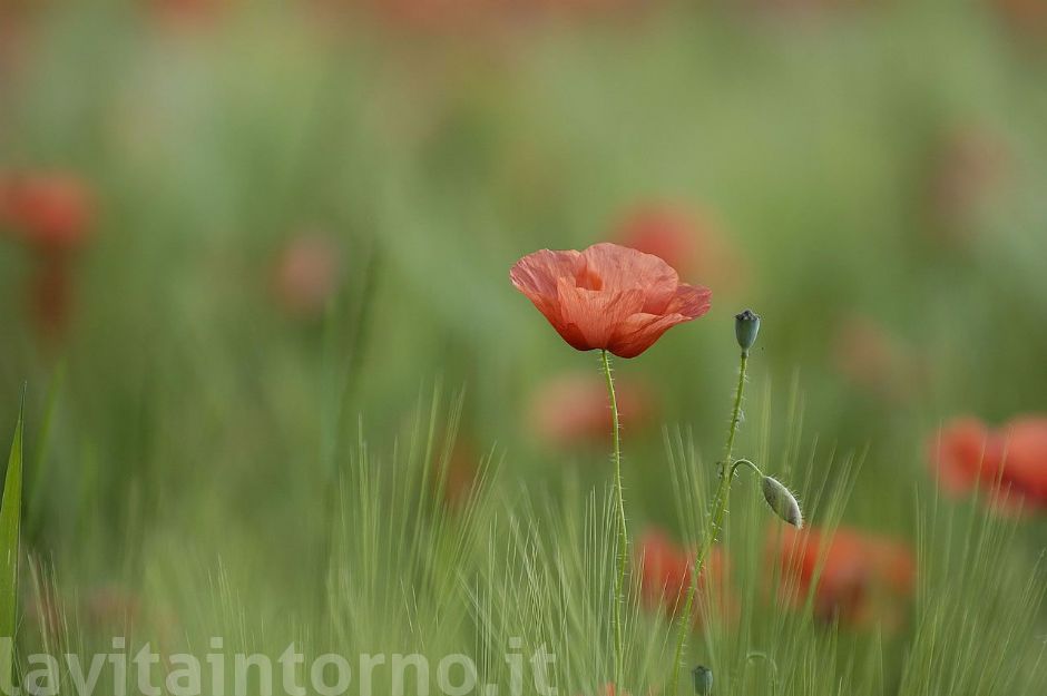 papaveri #2