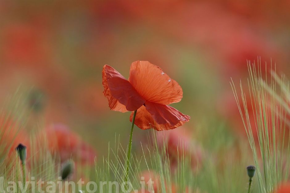 papaveri #3